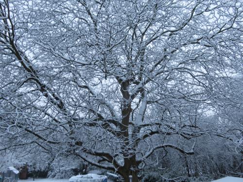 Schneezauber