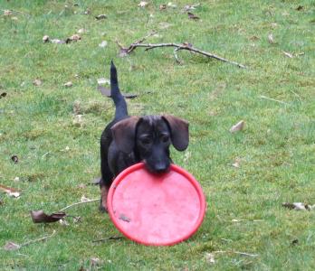 Frisbee