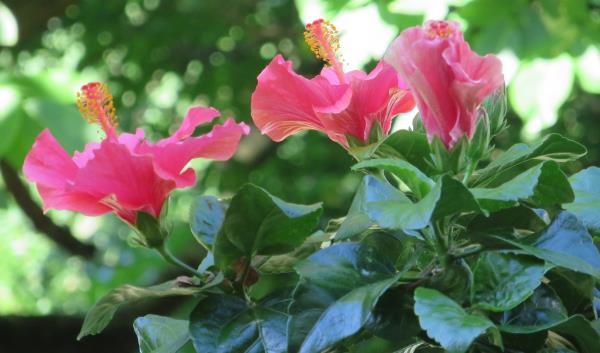 Die Farben des Sommers
