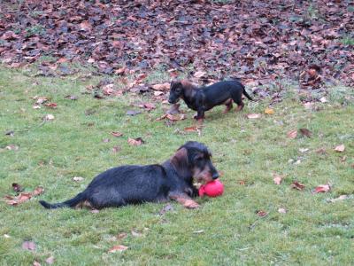 Beim Spiel im Garten