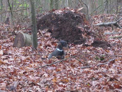 Wald